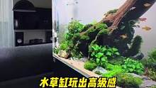 水草缸玩出高级感，60cm缸阴性水草造景#水草造景 #草缸 #玻璃缸中的大自然 #草缸造景 #水草缸