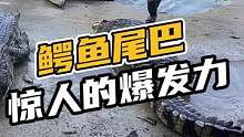 成年人 VS 鳄鱼尾巴惊人的爆发力#鳄鱼养殖 #鳄鱼 #鳄珍 