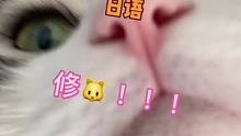 声音好听！但对——猫？？猫： 这辈子都没这么无语过！！ #萌宠 #声控#日语 #声优都是怪物  #空