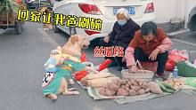 狗狗买菜也挑菜摊？买丝瓜络让老爸刷碗，这孝顺承受不起