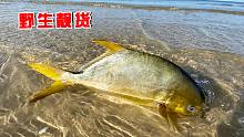 阿聪运气太好了，看到大金鲳鱼被冲上岸，跑过去一看个头还不小