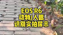 天气不错，路边看到一只小猫。以前相机大概率都对在猫身上了，但现在几乎都对在眼睛上。科技改变了很多传统