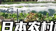 日本农村带娃种地，80多岁的日本老人送我菜。担心我种的洋葱