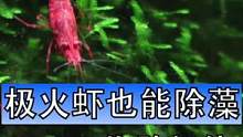 经常有人问我观赏虾能不能给鱼缸除藻，我决定用这个测试来还原真相。被他们吃进去的藻类哪去了呢？可以看到