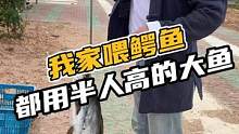 我家喂鳄鱼都用半人高的大鱼！#鳄珍鳄鱼养殖基地 #鳄珍 #鳄鱼 