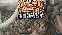 阳台外居然发现一窝红隼？如果是您会怎么办呢？#万物皆有灵性 #萌宠 #治愈系