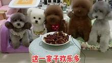 #宠物吃货 #我家毛孩子 哈哈哈，这一大家子每天也太热闹了