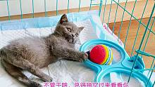 救助的残疾小蓝猫吃完就和主人玩，还玩出篮球范，主人叫它蓝怼怼