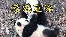 熊猫干架=菜鸡互啄