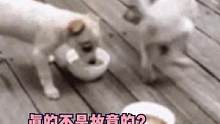 #萌宠 #可爱 万万没想到差距能这么大#搞笑 
