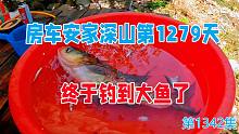 房车安家深山第1279天，老爸终于钓到大鱼了