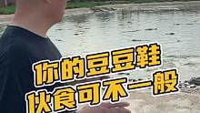 你的豆豆鞋伙食可不一般#鳄珍 