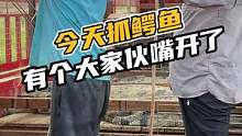 今天抓鳄鱼，有个大家伙嘴开了！！！#鳄珍 