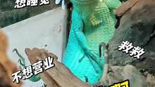 一条龙是怎么做到葛优躺的？！#养爬姑娘 #爬宠 #蜥蜴 #龙纹翡翠蜥 #蒂夫尼小蓝龙
