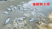 赶海遇到鱼群，十几条鱼搁浅在岸边活泼乱跳，阿聪拼命的追