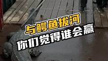 二舅与鳄鱼拔河你们觉得谁会赢？#鳄珍 评论区留言！