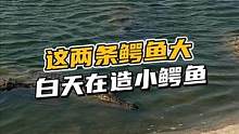 这两条鳄鱼大白天就开始造小鳄鱼#鳄珍 