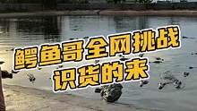 鳄鱼哥全网挑战，识货的来#鳄珍 
