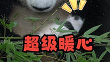 好暖！熊猫妈妈采食的时候也不忘怀里的小宝宝！