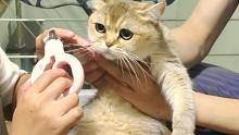 河南小姐姐给漂亮母猫们剪趾甲，有的乖巧有的抗拒，同样是猫差距咋那么大