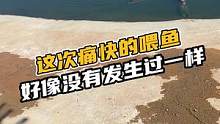 这次痛快的喂鱼，痛快的好像没有发生过一样#鳄珍 