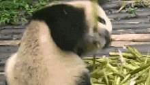 #熊猫 被欺负的老实熊猫，夺笋啊！#可爱 