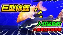 鱼友送了两条巨型锦鲤，安排入驻2米猛鱼大缸，大猫行动异常诡异