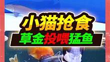 45一斤的草金投喂猛鱼，巨骨舌鱼换家，小招财猫为了吃的大打出手 #宠物  #猛鱼缸 #巨骨舌鱼 
