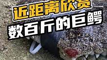 近距离欣赏数百斤的巨鳄#鳄鱼 #鳄鱼养殖#鳄珍  
