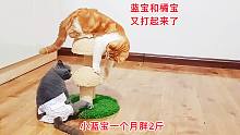 救助的残疾小蓝猫一个月长了2斤，和救助的小橘猫打架毫不示弱！