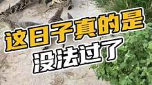 这日子真的是没法过了#鳄珍 #鳄鱼 #鳄鱼养殖场 