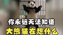 你永远无法知道大熊猫脑袋里在想些什么