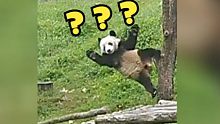 熊猫搞笑时刻盘点！最后一个要不是有监控，谁都不敢相信！