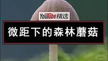 利用微距镜头，记录下森林中的各种野生蘑菇。没想到小家伙们个头不大，长得倒是一个比一个精致。#蘑菇 #