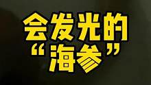 如何在野外找到海参？海参会发光吗？ #海参 #海仙人掌 #frank的私人水族馆