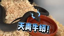 黑王蛇限定皮肤！天青牛蟒！
