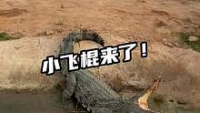 小飞棍来喽#鳄珍  #鳄鱼 #鳄鱼养殖基地 