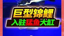 鱼友送了两条巨型锦鲤，安排入驻2米猛鱼大缸，大猫行动异常诡异 #锦鲤 #招财猫鱼 #猛鱼缸 