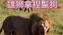 雄狮拿捏鬣狗女王#动物世界 #雄狮 #鬣狗 #热门 #万物皆有灵性 