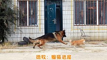 故意把狗子忘在屋外，边牧改掉坏毛病，德牧激发新技能，这波太赚了