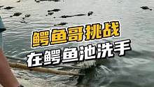 鳄鱼哥挑战鳄鱼池洗手#鳄珍 
