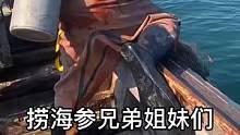 今天开始捞海参了兄弟姐妹们，等着哈#海参 #野生海参 #海参批发 #海参养殖 #凤凰岛海参