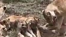 疣猪被狮群包围，太尴尬了#神奇动物在抖音 #精彩片段 #动物世界 #野生动物零距离 