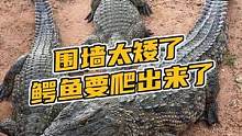 围墙太矮了，鳄鱼要爬出来了#鳄珍 