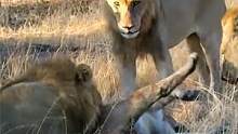 入侵雄狮活吃母狮，手段残忍，为什么雄狮会痛下杀手！#动物世界 