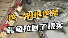 这一脚把这条鳄鱼拉回了现实#鳄珍
