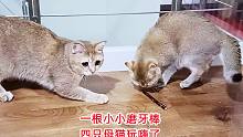 一小根磨牙棒，就能让几只矜持的小母猫，开心地满地打滚