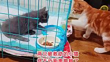 两只被救助的小猫终于近身接触，橘宝对蓝宝动手，气得主人直骂它