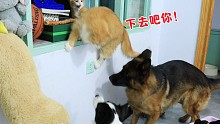 我家猫为了和狗抢零食，一脚踹下另一只猫，这得有800个心眼子