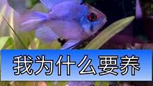 这条最好看的鱼，脑子好像有点小。喂食管有三个长度，需要搭配缓沉饲料使用哦#亚克力投食管